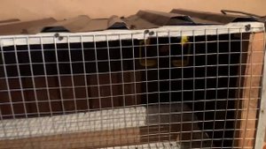 Обзор курятника-клетки на 5 кур из подручных материалов своими руками с яйцесборником