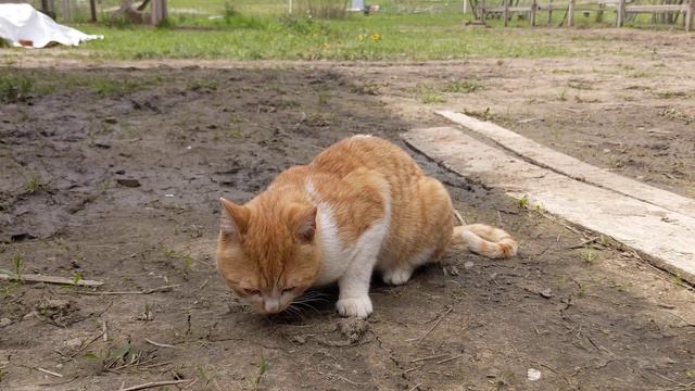 кот ест ящерицу смотреть онлайн