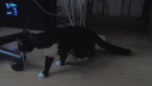 Лапушка реагирует на шум воды в батарее :DD