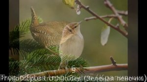 TOP 10 small birds of Russia (ТОП 10 маленьких птиц России)