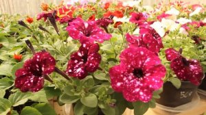 Обзор вегетативной петунии! Самые красивые ампельные цветы готовы к продаже!