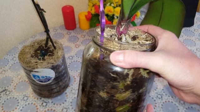 Всё о фузариозе орхидей!!!