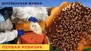 Пчелы. Зимовка под снегом. Первая ревизия. Часть 1