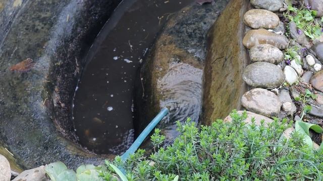 У нас есть свой пруд с кувшинками. Показываю, как мы за ним ухаживаем смотреть онлайн