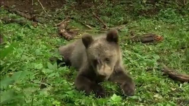 Центр спасения медвежат-сирот obrcrussia - АРХАНГЕЛЬСКИЕ МЕДВЕЖЬИ СЕСТРИЧКИ смотреть онлайн