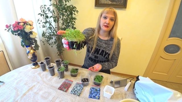 ЛОБЕЛИЯ СПУСТЯ 2 МЕСЯЦА ПОСЛЕ ПОСЕВА. ПИКИРОВАНИЕ РАССАДЫ ЛОБЕЛИИ