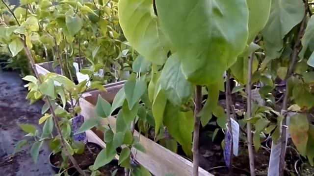 Купить саженцы "Сирени обыкновенной Marcheal Lanes" в интернет-магазине Hoga.ru смотреть онлайн