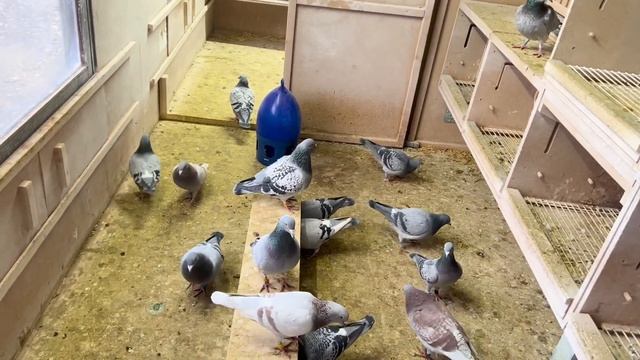 разведение почтовых голубей зимой в Германии 2022 смотреть онлайн