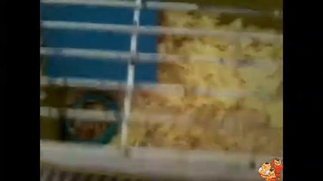 МОЖНО ЛИ КУПАТЬ ХОМЯКА? смотреть онлайн