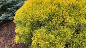 Pinus mugo 'Winter Sonne' Dwarf Golden Mugo Pine January 31, 2020