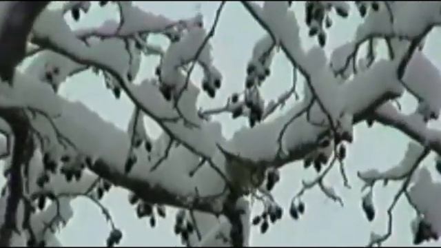 Стокгольм 2000 Зима  Снег