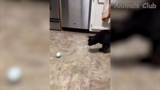 Смешни КОТКИ и КУЧЕТА. Забавна компилация от клипове.Смешни клипове. смотреть онлайн