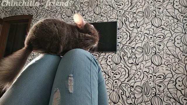 Сидячая забастовка или просто разговор с шиншиллой! смотреть онлайн