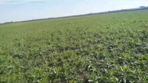 Применение препарата Аргумент стар, глифосат 540 г./л., в паровых полях, внесение.