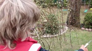 ИВА ПЕНДУЛА-1-Я ЧАСТЬ - ФОРМИРОВКА ЗОНТОМ-май 2022