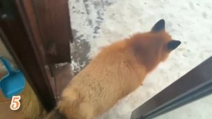 ЛИСЯО. Алиса - Лиса. Необычная еда для лисы