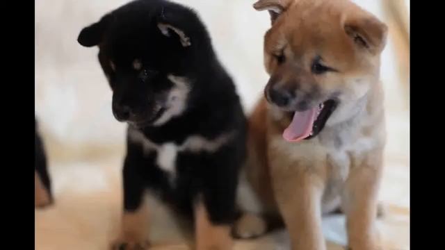 Собака-улыбака: сиба-ину. Слайд-шоу #3, HD 720p смотреть онлайн