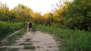 Как правильно дрессировать Аляскинского маламута!