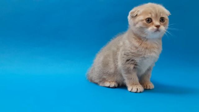 Мраморная лиловая девочка. смотреть онлайн