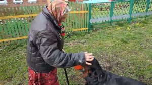 Шелька на даче и в городе две разные собаки! Ротвейлер.