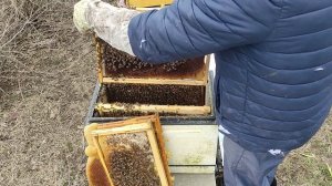 сколько съел бакфаст за зиму