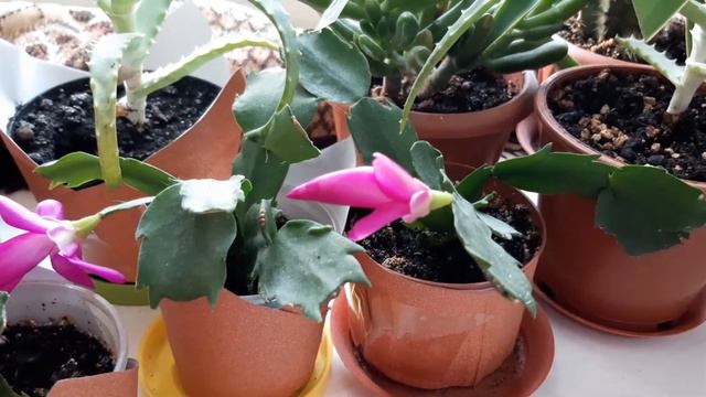 Замученный 🙈Декабрист зацвёл 😁 Зигокактус🌵 смотреть онлайн