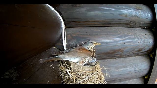Дрозд кормит своё потомство.