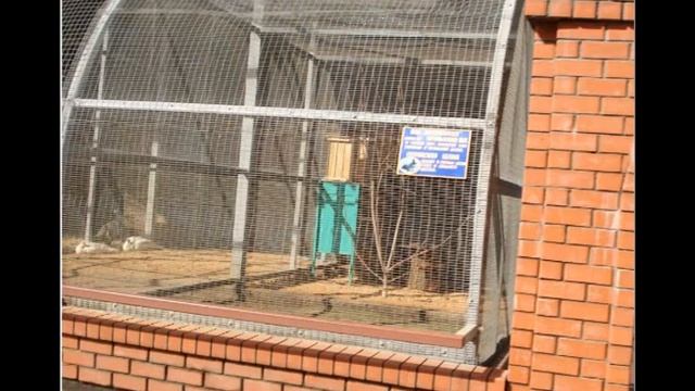 Липецкий зоопарк ч 2   Птицы смотреть онлайн