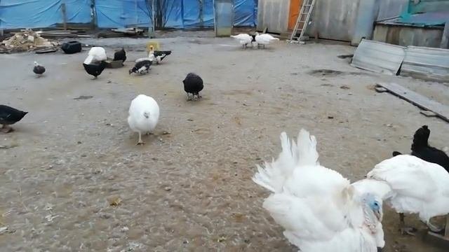Как кормить птицу. Нормы кормления.
