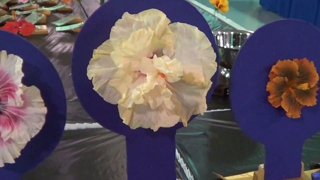 February 10, 2018 Florida State Fair Hibiscus Show смотреть онлайн