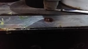 замазка консервант ЗЗК-3У