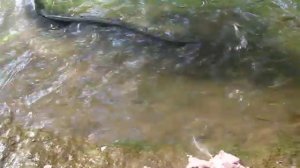 wallaby creek eels rossville queensland