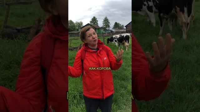 Непривычные комплименты