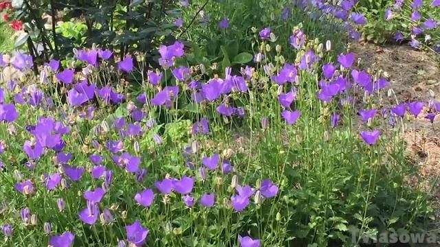 Голубой клипс .Часть 2. Колокольчик карпатский. Загородная жизнь. смотреть онлайн