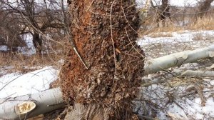 Кап из вербы.