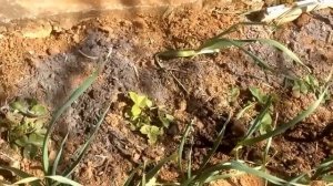 КЛУБНИКА весной| Органическое земледелие