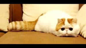 Кот экзот Снупи и не только^ω^