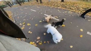 Бишон на прогулке 🦁