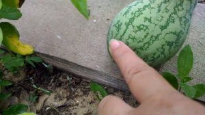 Погибают арбузы, как спасти? Выращивание арбузов в мешках. Огород на песчаной почве.