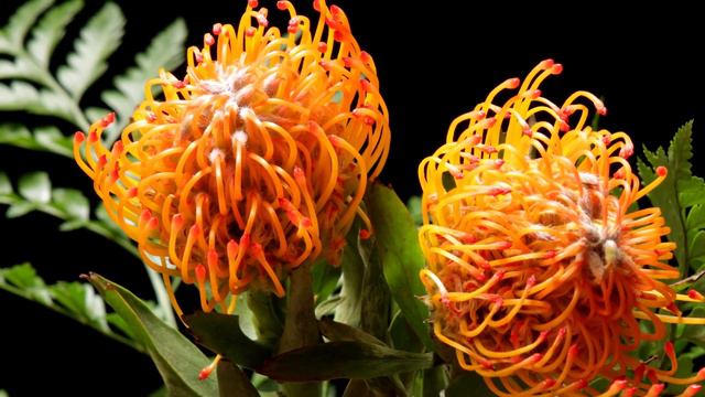 Short Clip Compilation - Time-lapse with Music смотреть онлайн