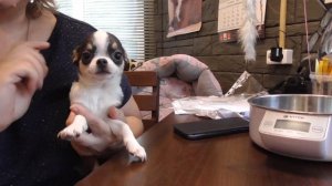 Щенки ЧИХУАХУА 4 месяца. У нас можно купить щенка Чихуа. Кинологический питомник РКФ. Chihuahua