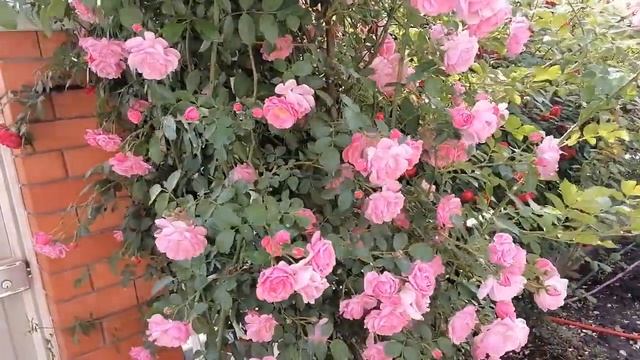 Плетистая роза Фрагецайхен, роза для арки. смотреть онлайн