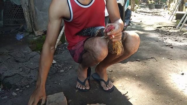 Cara/terikjitu memotong jenggerayam sendirian tampamemberontakayamnya,ayamkampung unik dan langka!! смотреть онлайн