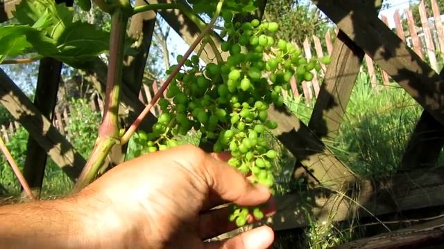 ??Зачем винограду цирюльник? Как проредить виноград? Зачем стричь грозди? Прореживание гроздей