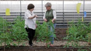 Уход за томатом | Академия огородника