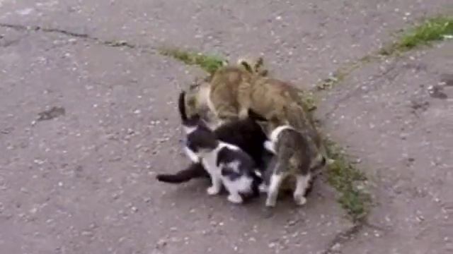 Утопили кошку смотреть онлайн