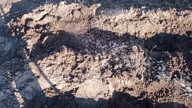 КАК Я САЖАЮ РАССАДУ ТОМАТОВ В ОТКРЫТЫЙ ГРУНТ смотреть онлайн