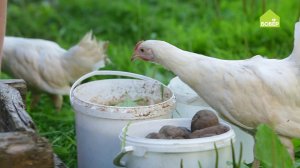 Летняя подкормка для домашних животных. Мешанка для цыплят и поросят. Витаминная смесь для животных