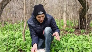 Сбор черемши 30.04.2022
