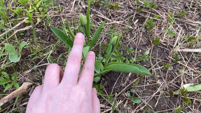 Продолжаем ремонт на даче ? Первые посадки ? смотреть онлайн